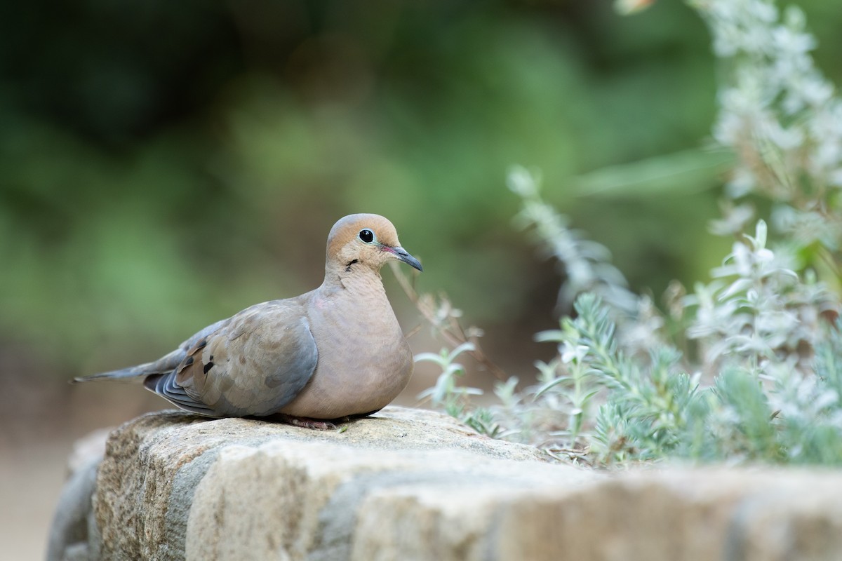 Mourning Dove - ML177034081