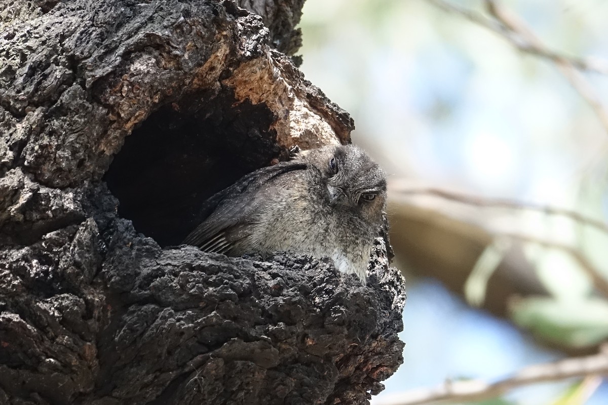 Australian Owlet-nightjar - Kerry Allen