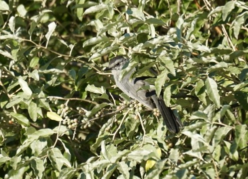 ימימן אמריקני - ML177035571