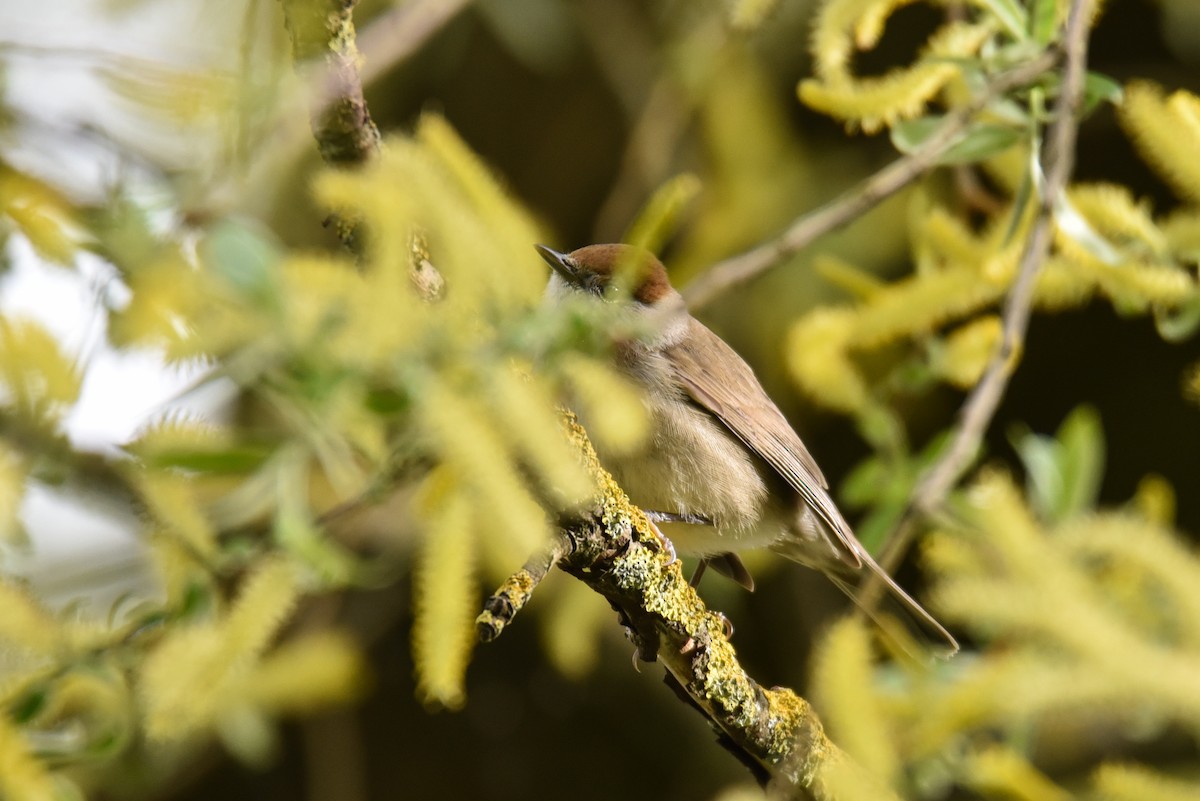 Eurasian Blackcap - Maryse Neukomm