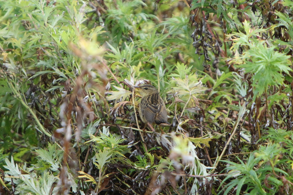 Pallas's Grasshopper Warbler - ML177038221