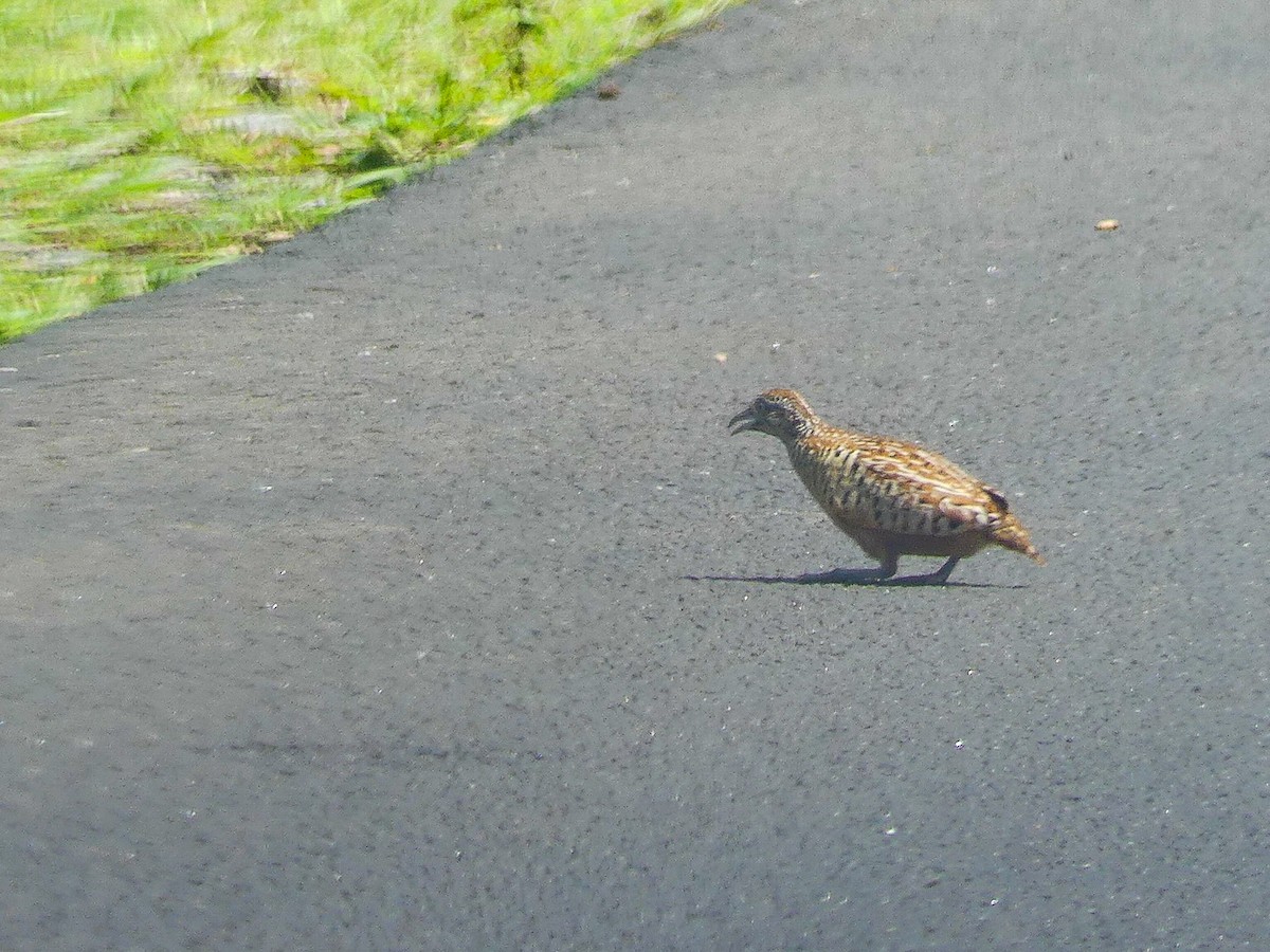 Barred Buttonquail - ML177038291