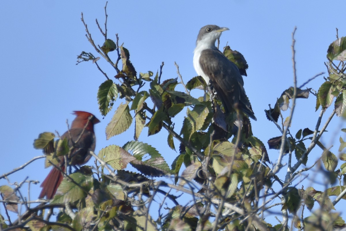 Yellow-billed Cuckoo - ML177041491