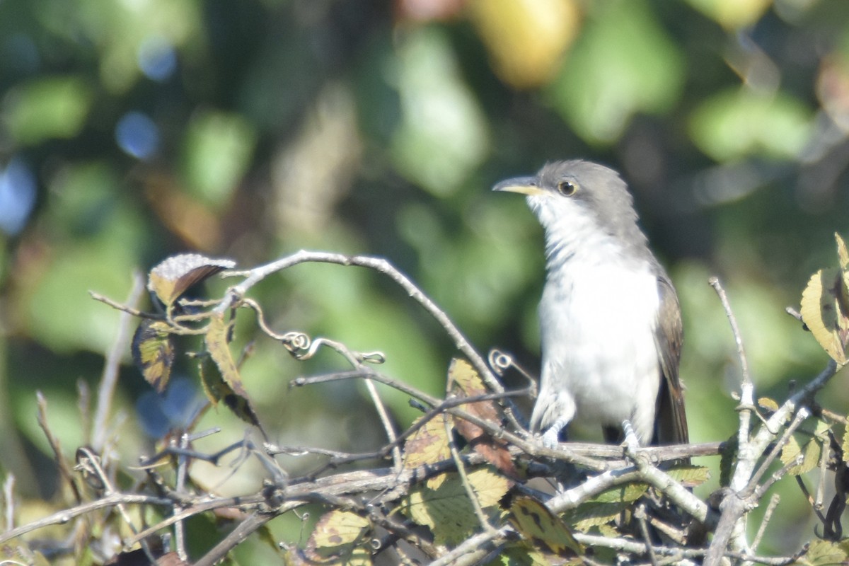 Yellow-billed Cuckoo - ML177041591