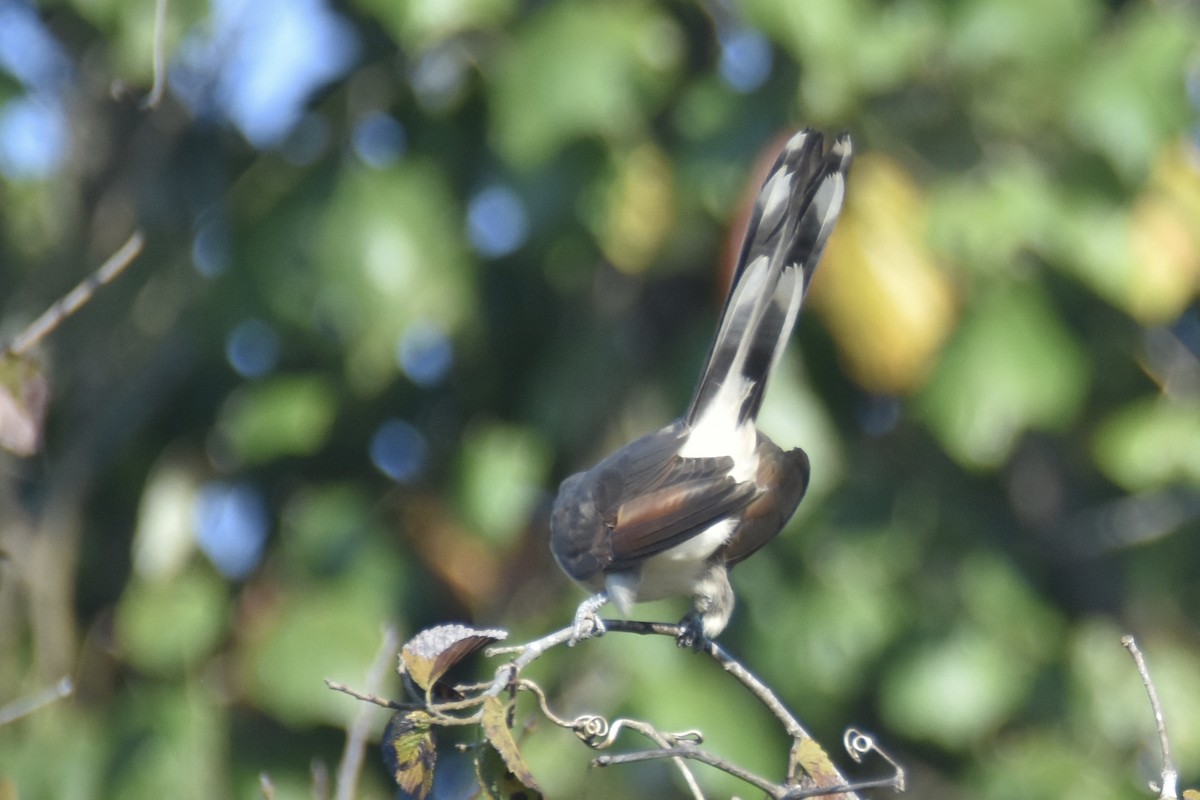 Yellow-billed Cuckoo - ML177041931