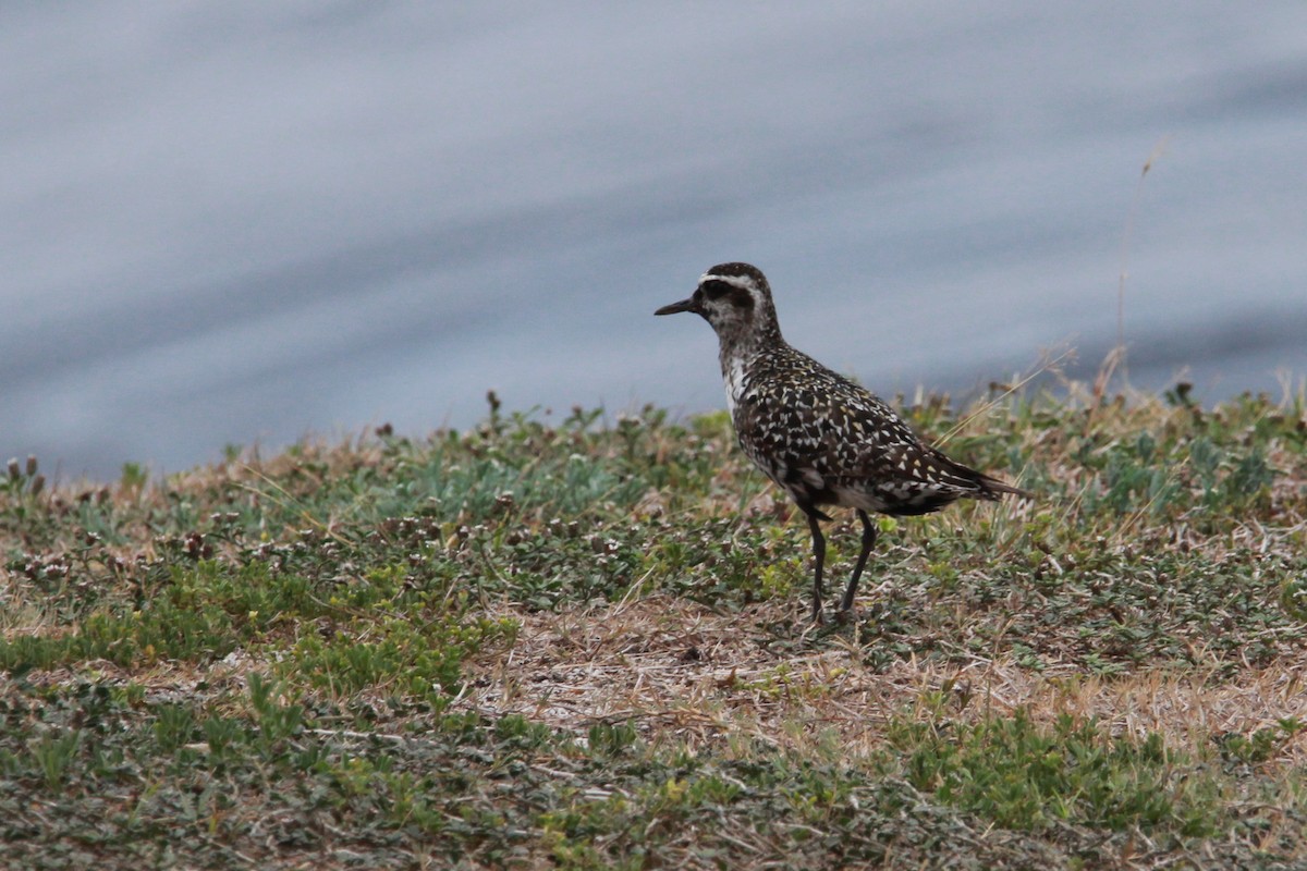 American Golden-Plover - ML177044931