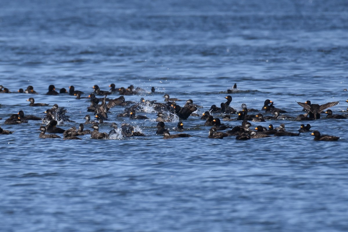 Black Scoter - ML177045341