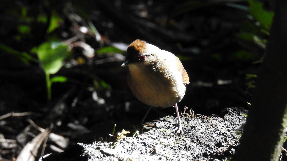 White-shouldered Fire-eye - ML177045741