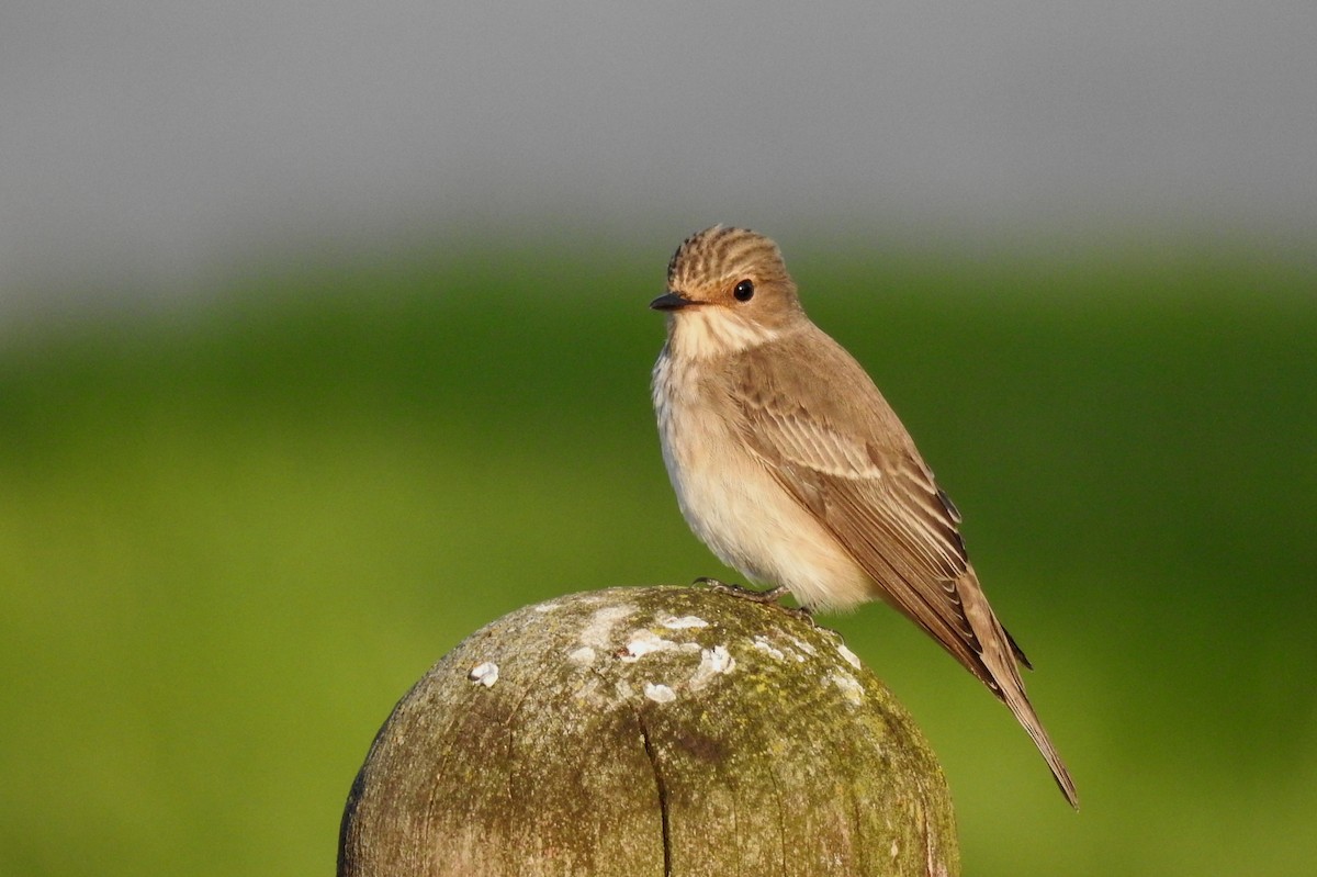 Spotted Flycatcher - Pedro Moreira