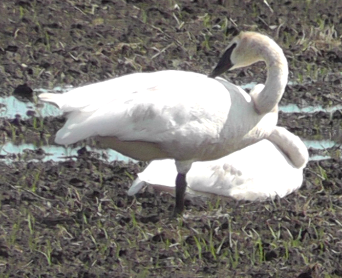 Trumpeter Swan - ML177047971