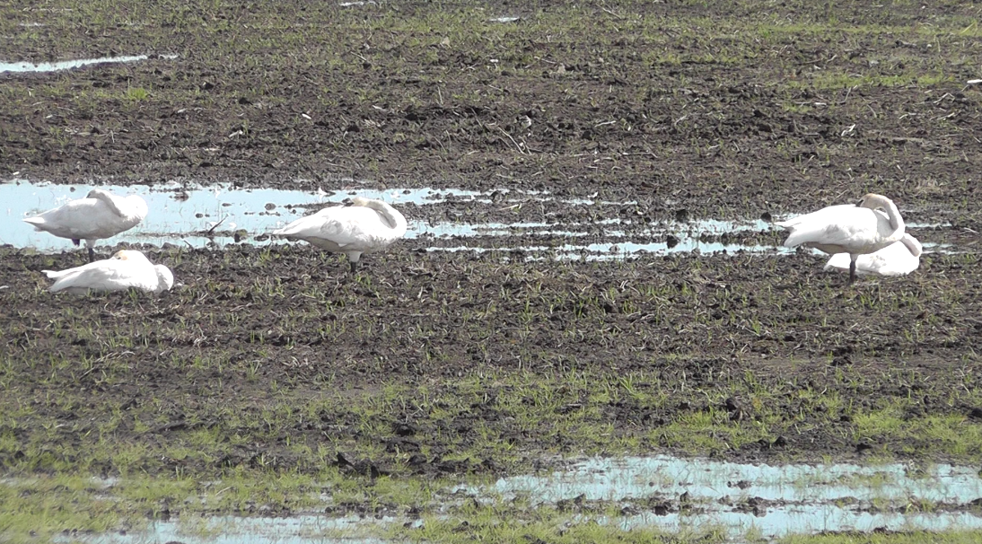 Trumpeter Swan - ML177047981