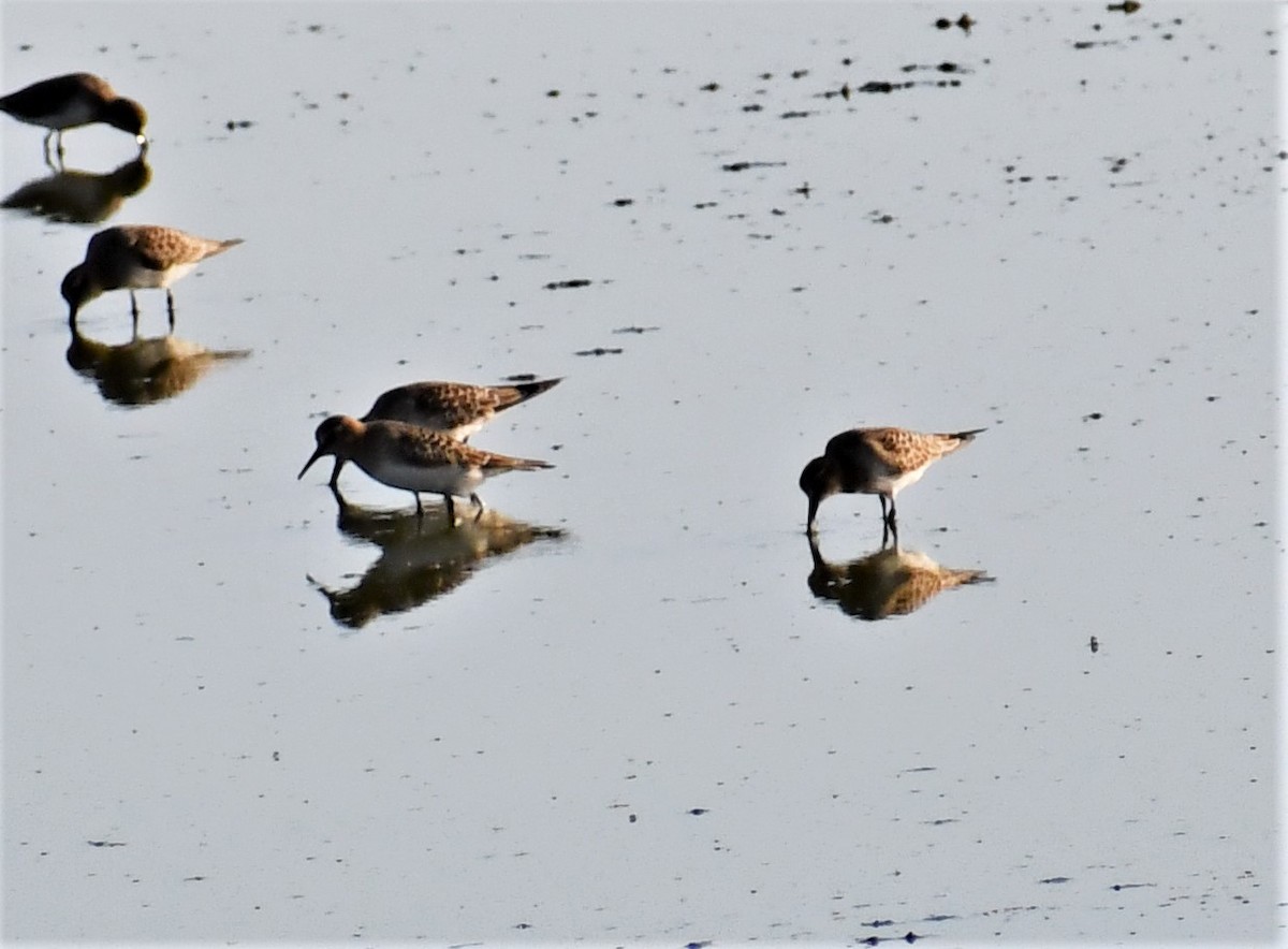 Baird's Sandpiper - Pam Vercellone-Smith