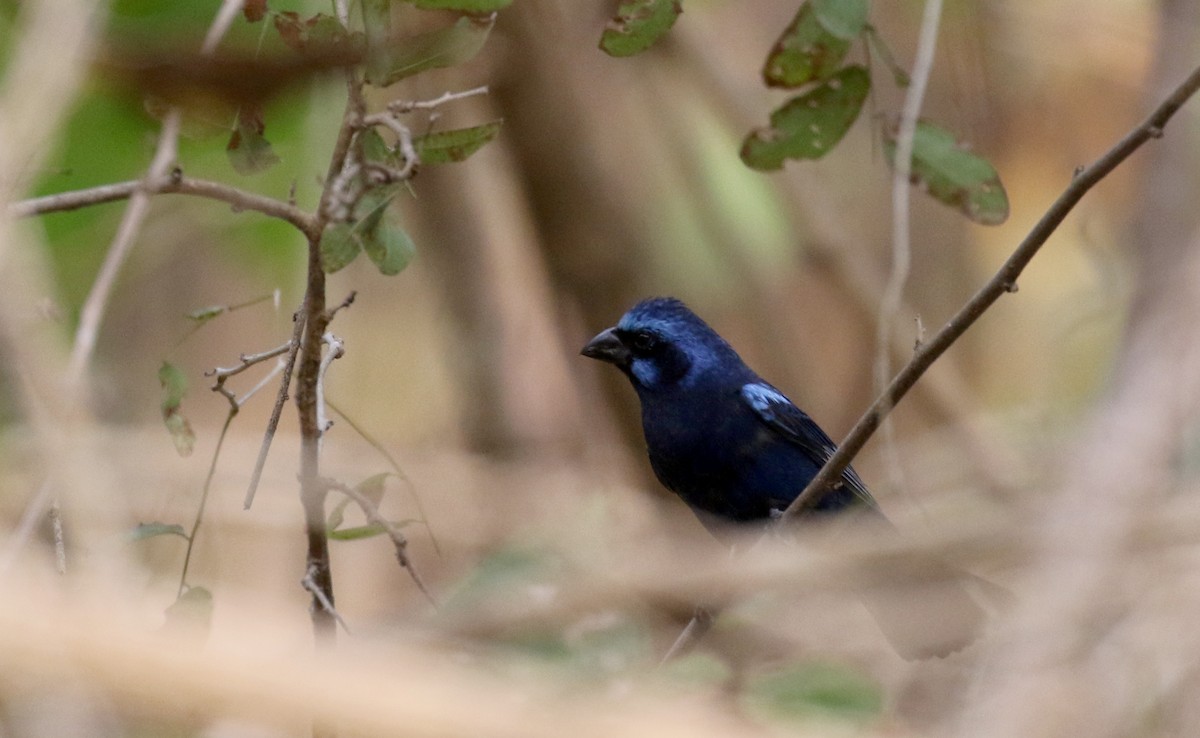 Blue Bunting (West Mexico) - ML177052321