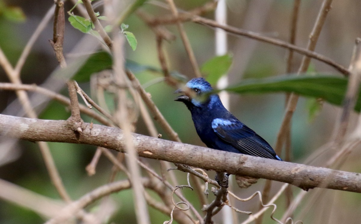 Blue Bunting (West Mexico) - ML177052341