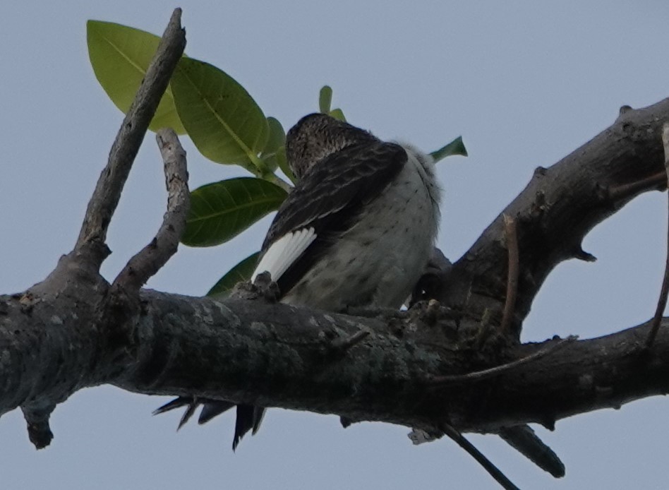 Red-headed Woodpecker - ML177052931