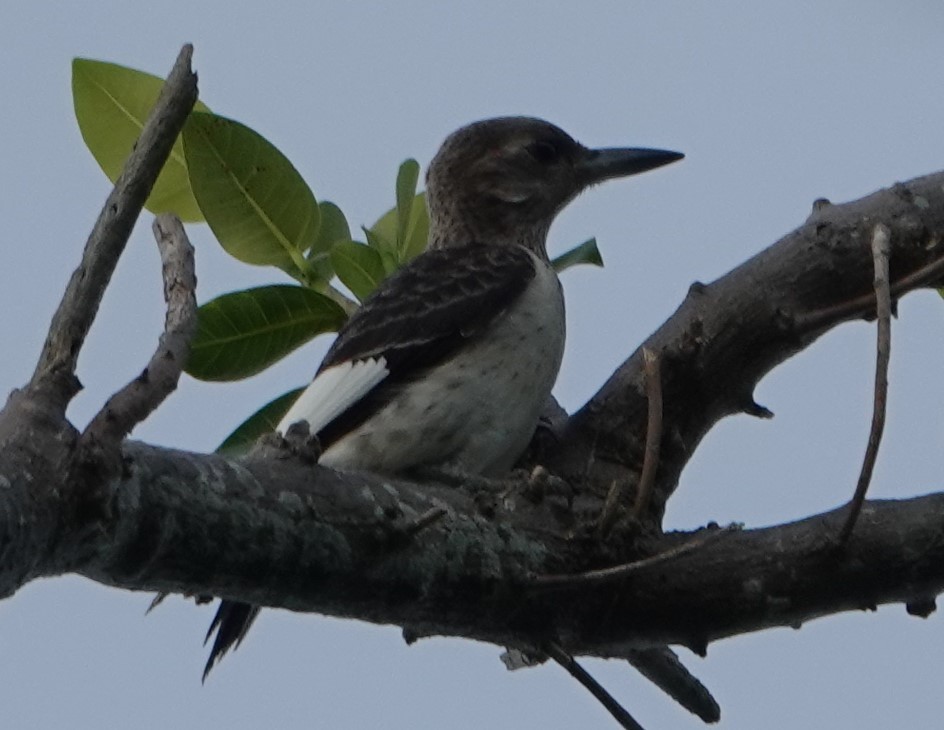 Red-headed Woodpecker - ML177052941