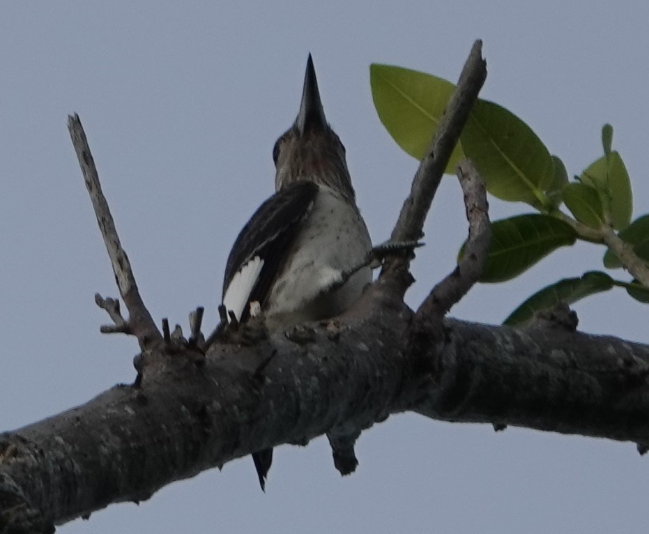 Red-headed Woodpecker - ML177052951