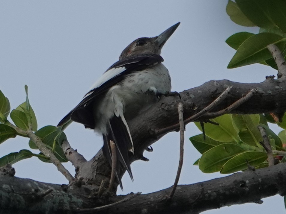 Red-headed Woodpecker - ML177052961