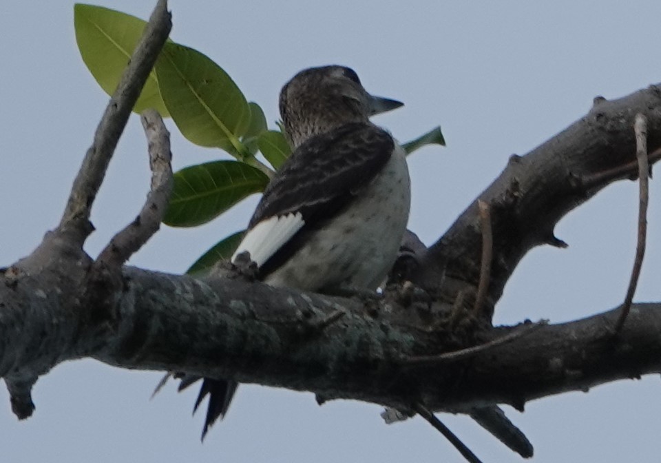 Red-headed Woodpecker - ML177052971