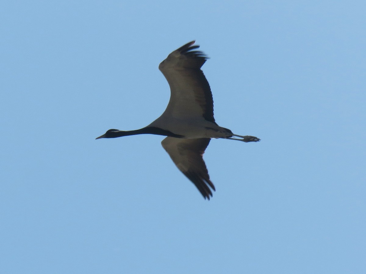 Demoiselle Crane - ML177053021