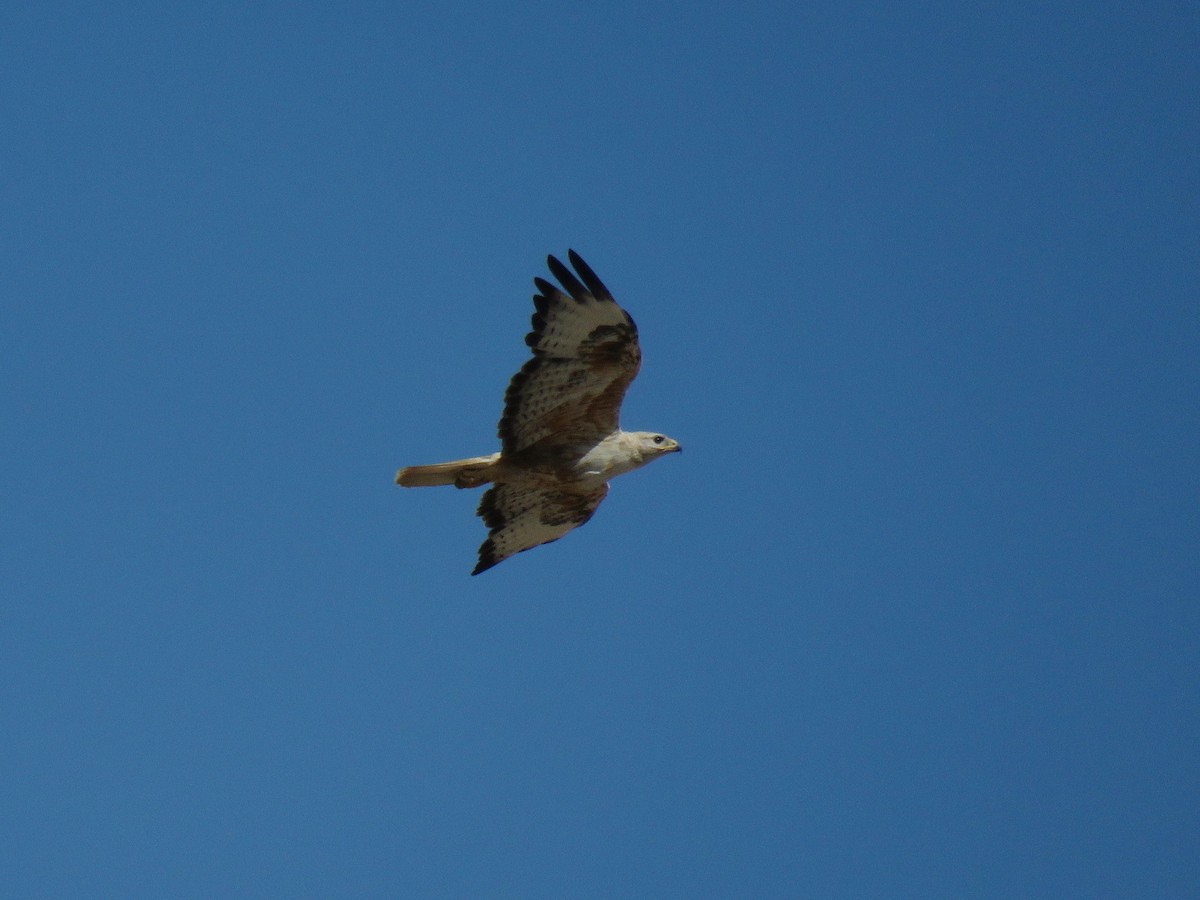 Long-legged Buzzard - Yury Shashenko