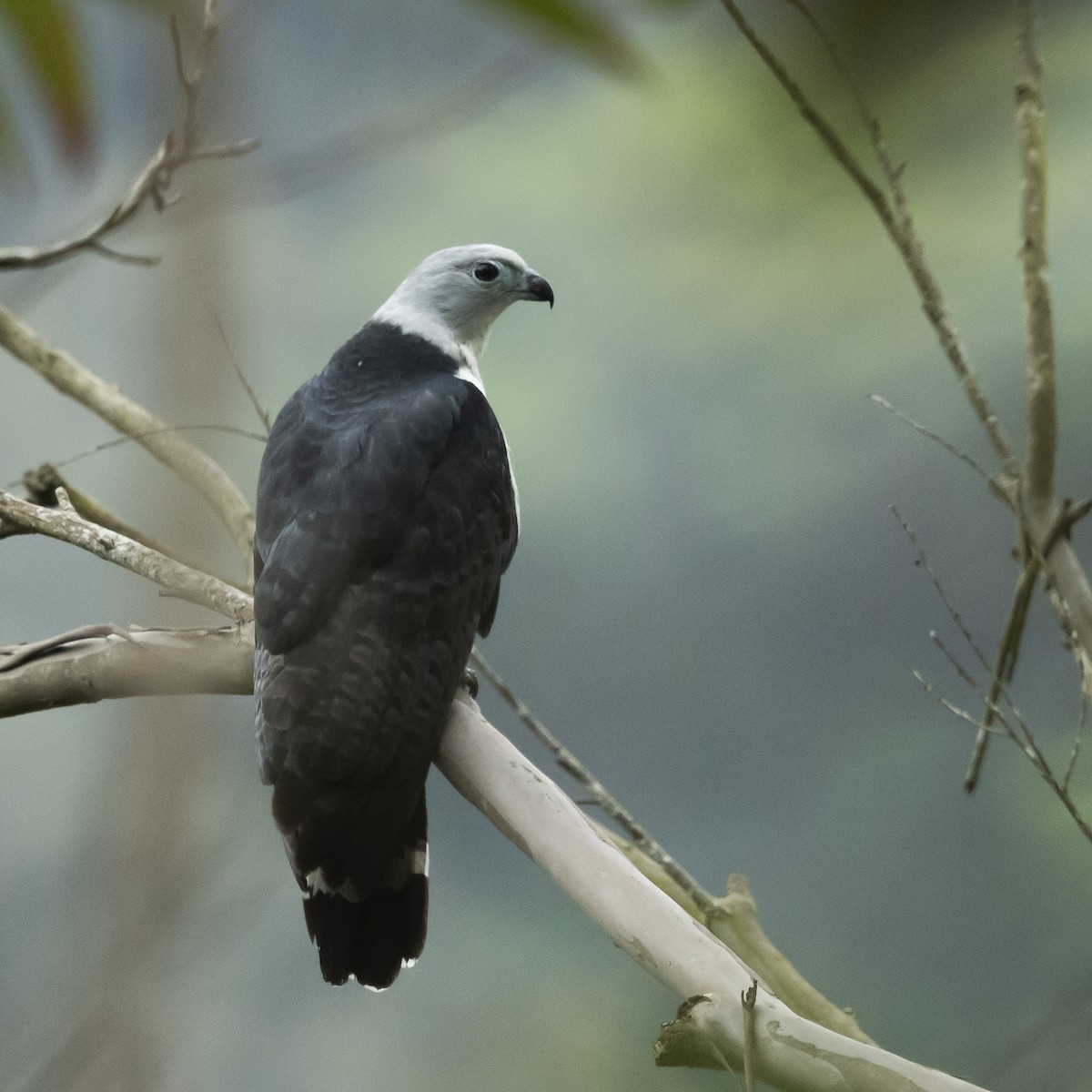 Gray-headed Kite - ML177055311