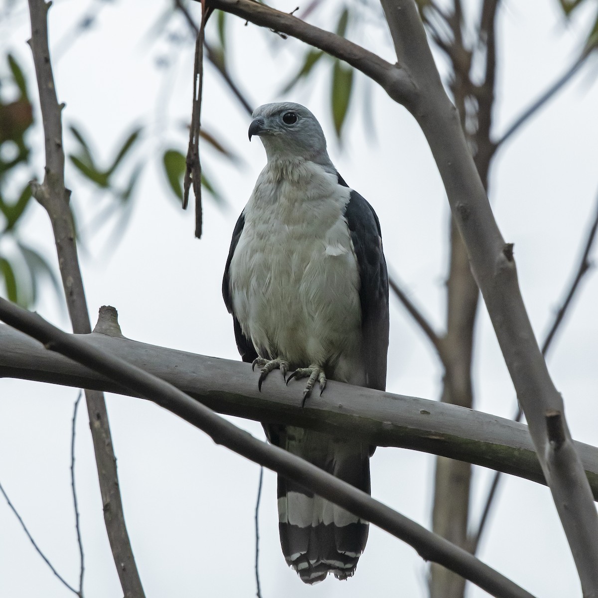 Gray-headed Kite - ML177055361