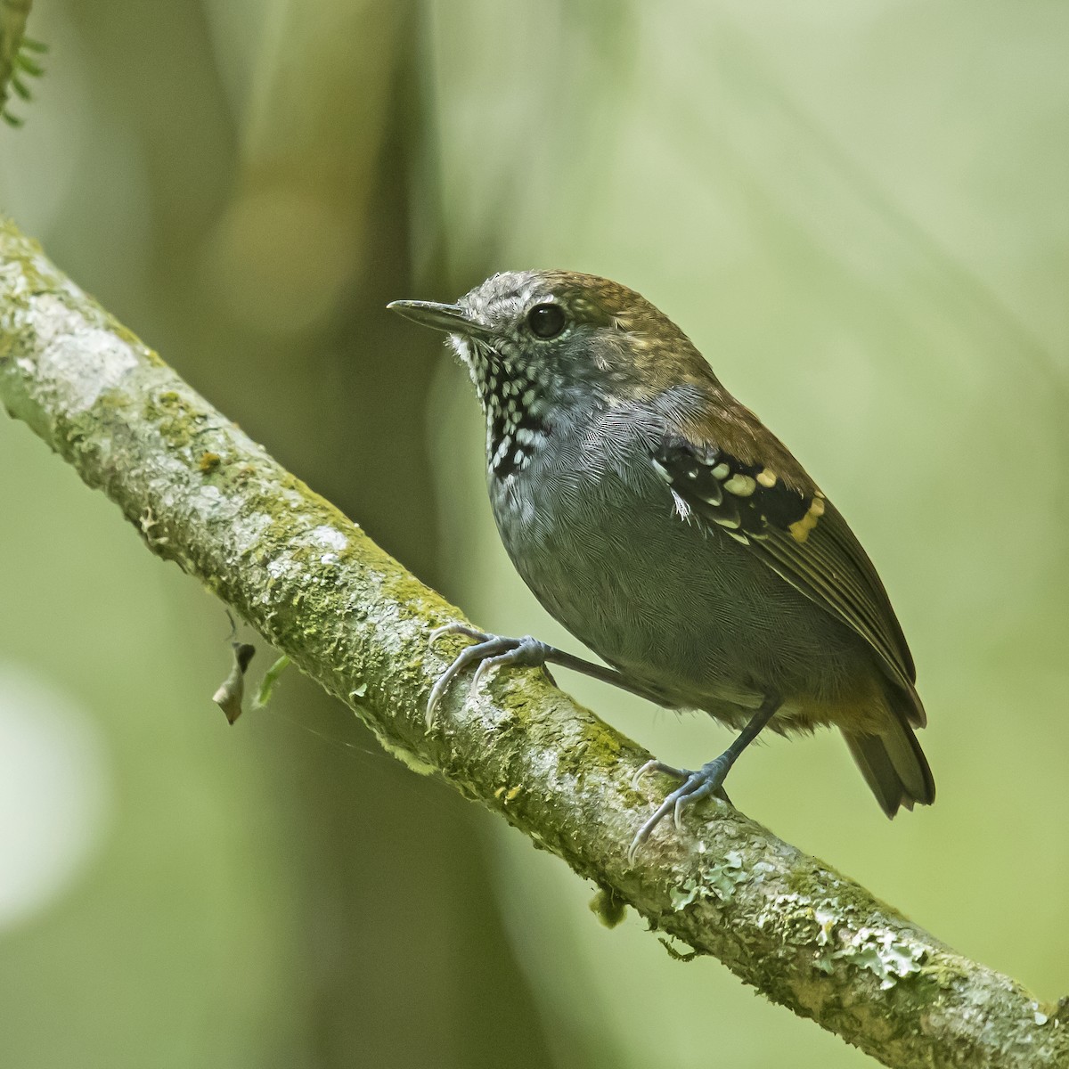 Star-throated Antwren - ML177055451