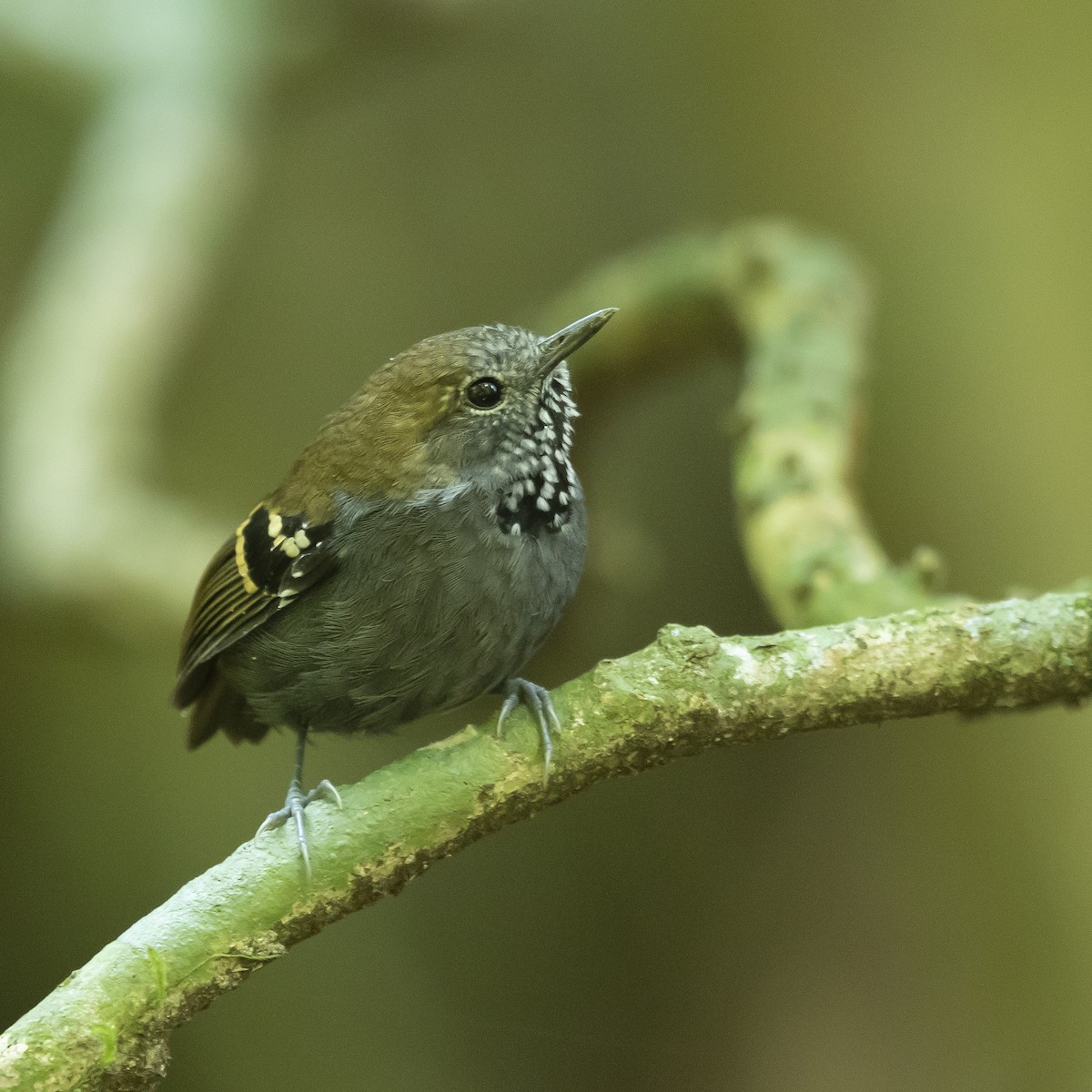 Star-throated Antwren - ML177055521