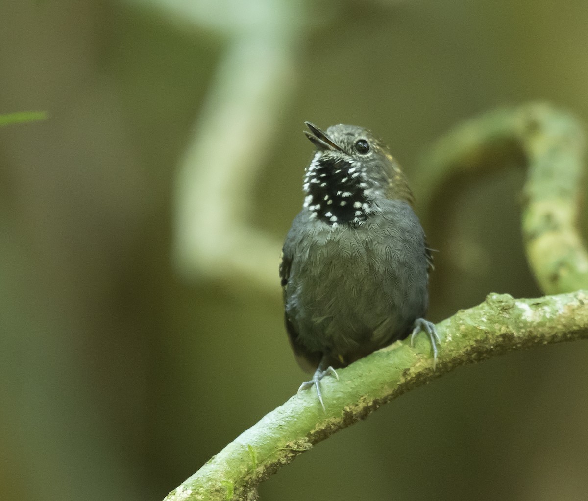 Star-throated Antwren - ML177055531