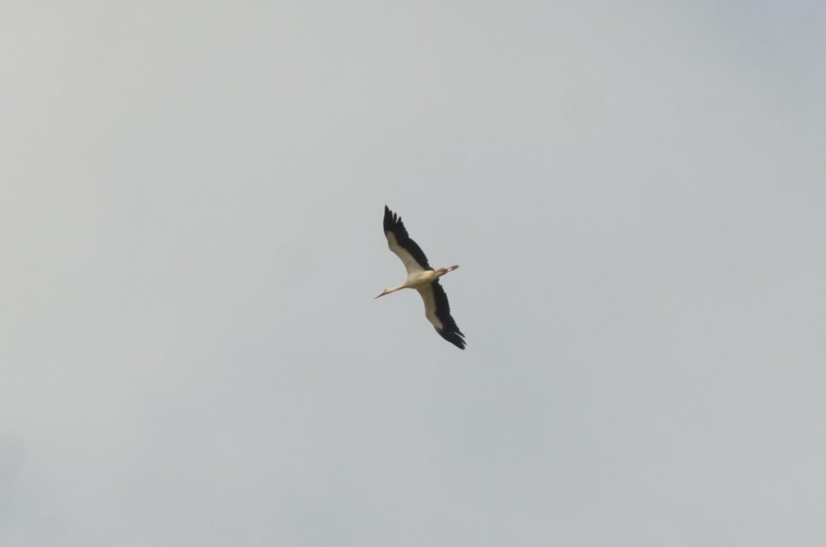White Stork - ML177055961