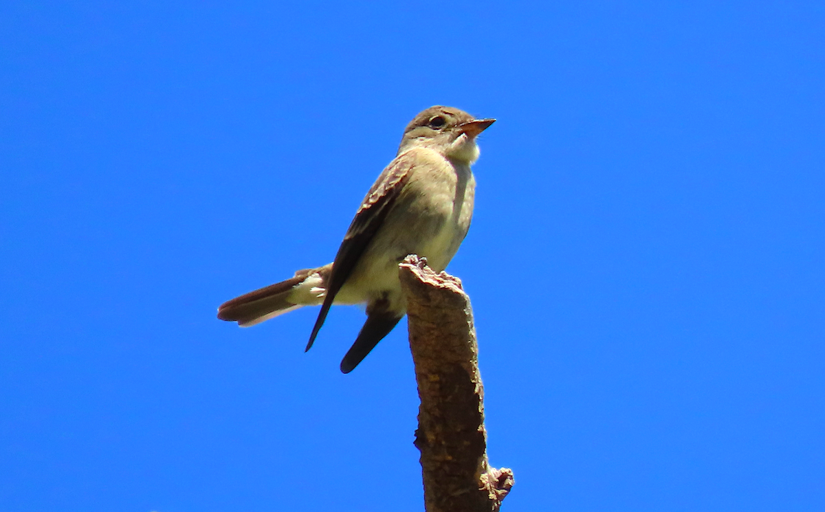 Western Wood-Pewee - ML177057541