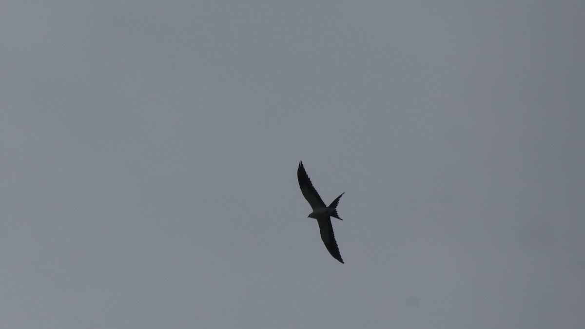 Swallow-tailed Kite - ML177059241