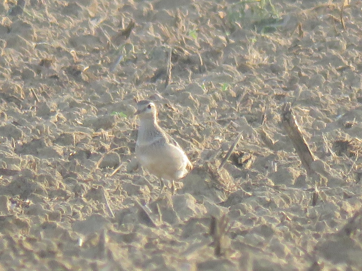 Eurasian Dotterel - ML177060371