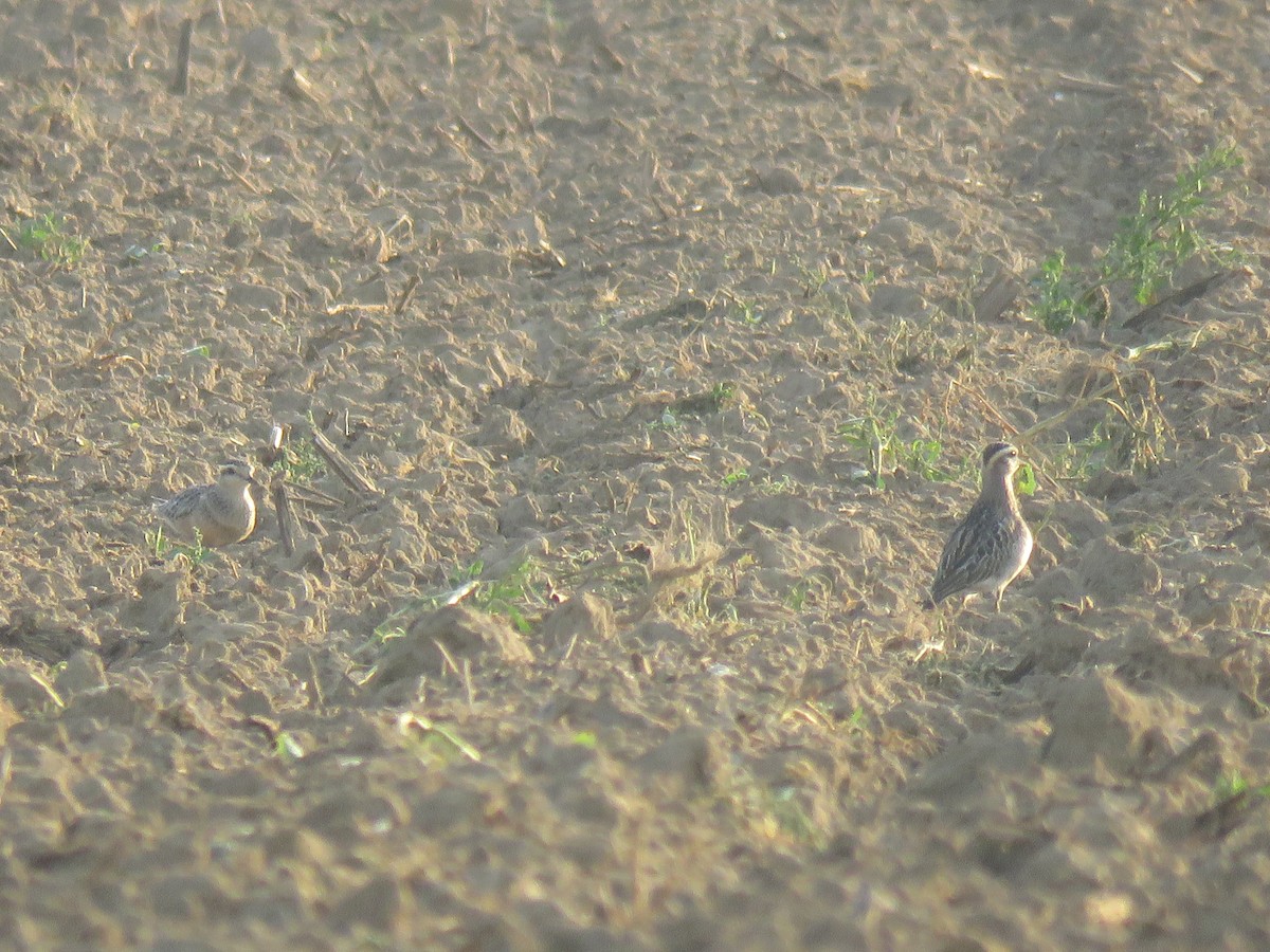 Eurasian Dotterel - ML177060401