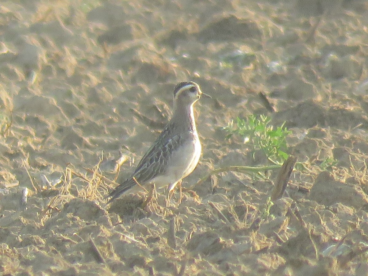 Eurasian Dotterel - ML177060531