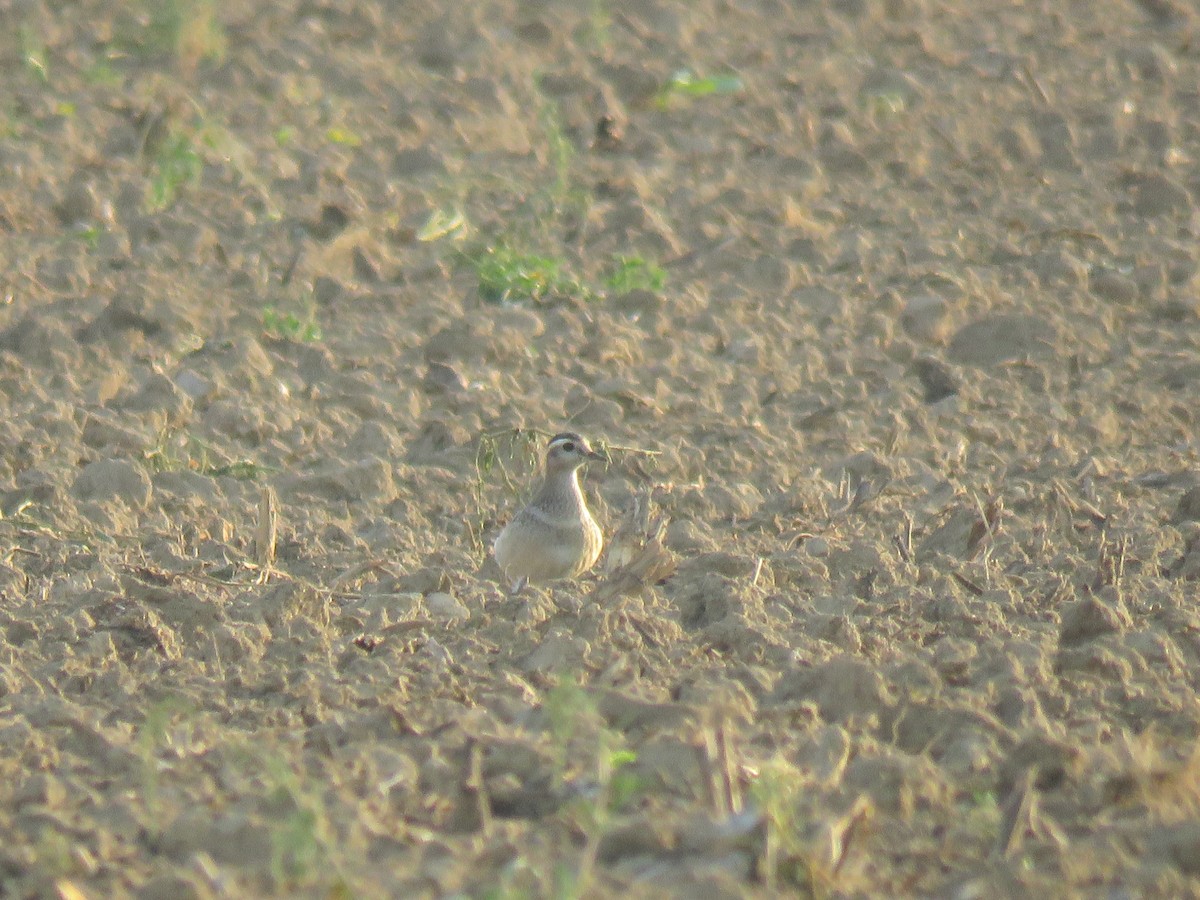 Eurasian Dotterel - ML177060541