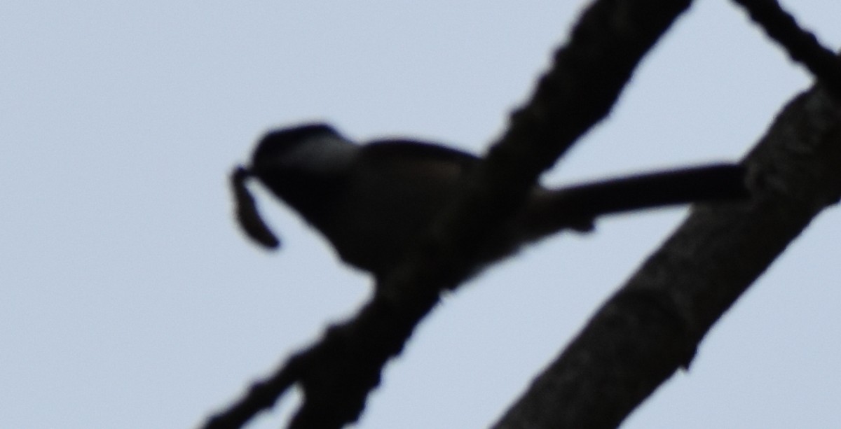 Black-capped Chickadee - ML177060801