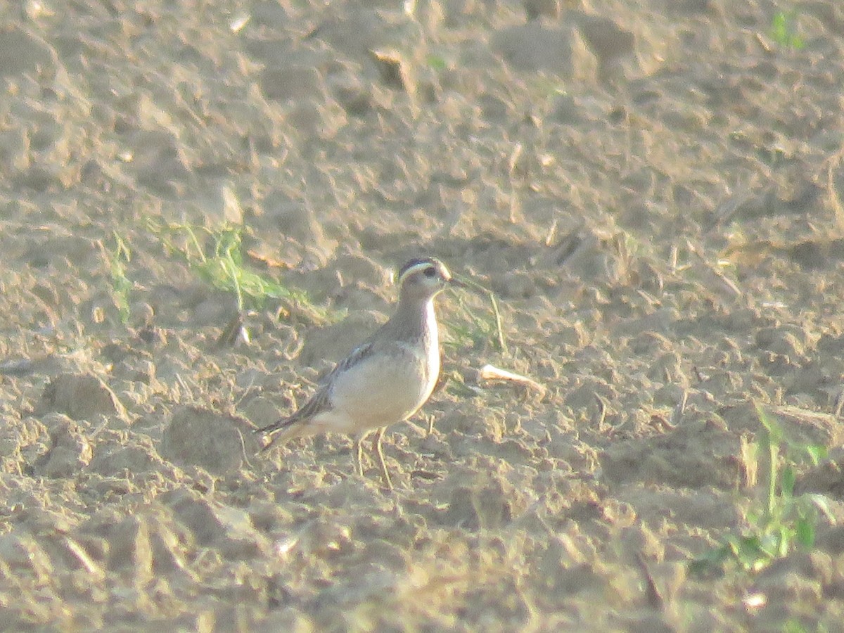 Eurasian Dotterel - ML177061141