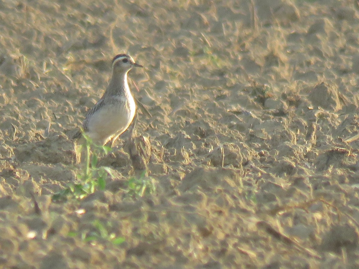 Eurasian Dotterel - ML177061151