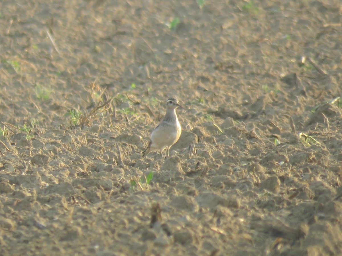 Eurasian Dotterel - ML177061161