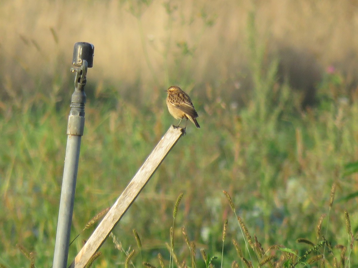 Whinchat - ML177061201