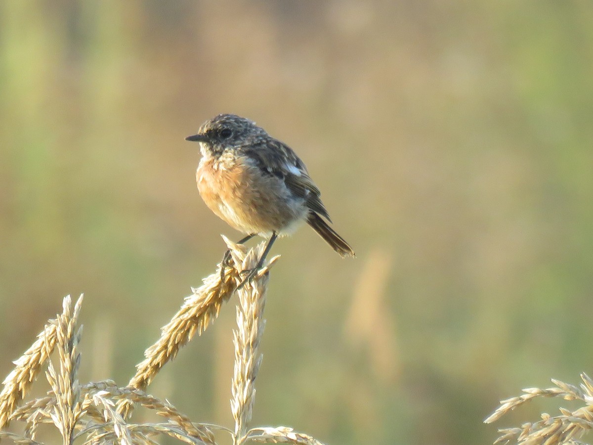 European Stonechat - ML177061261