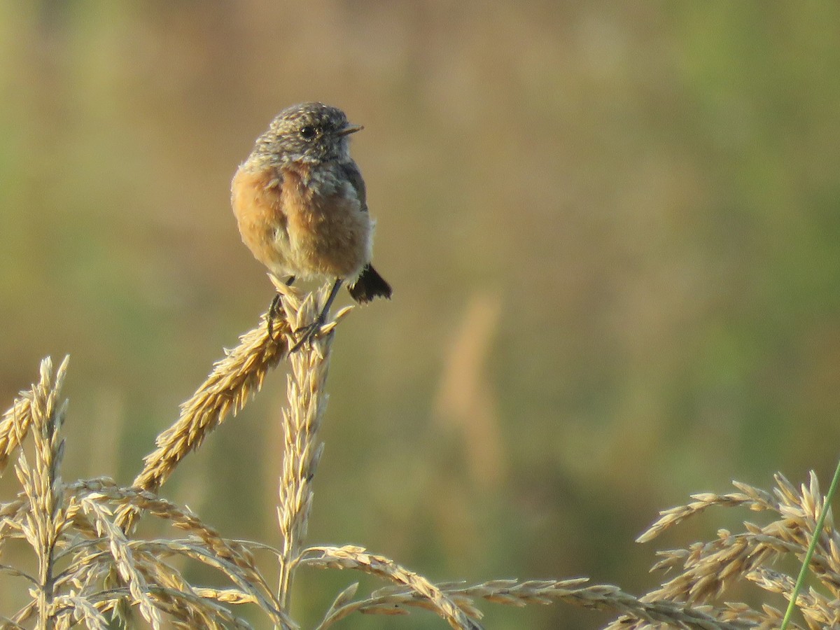 European Stonechat - ML177061281