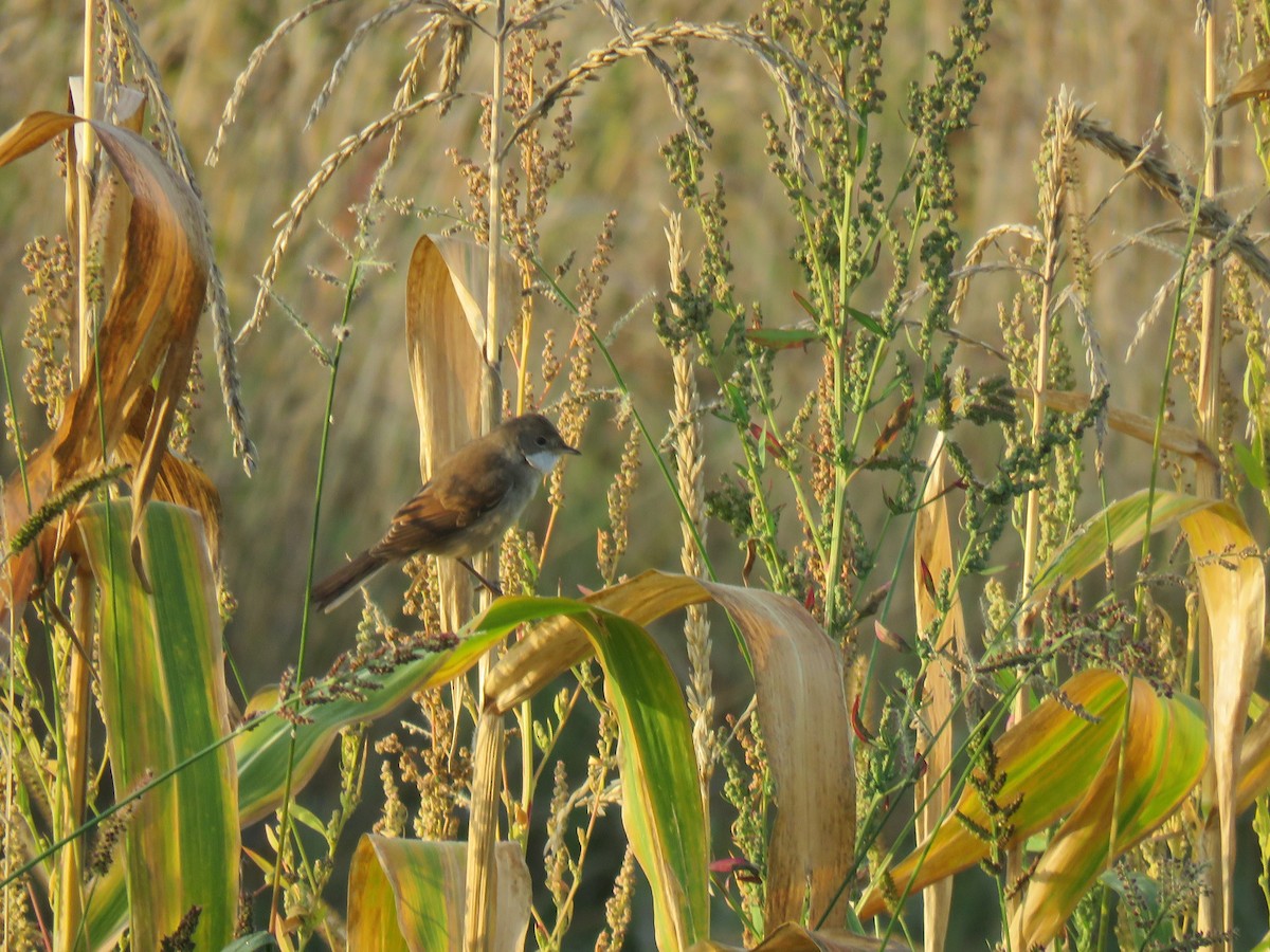 Greater Whitethroat - ML177061371