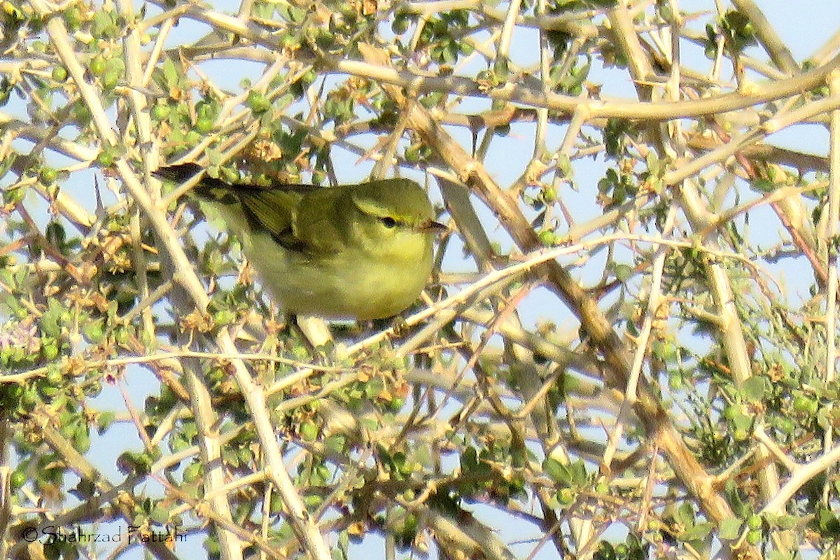 Green Warbler - ML177061491