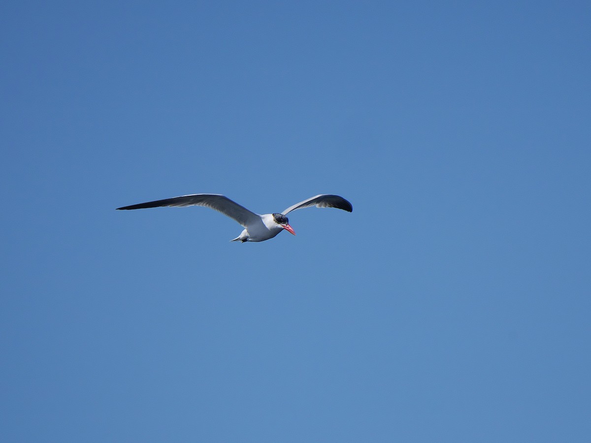 Caspian Tern - ML177062861