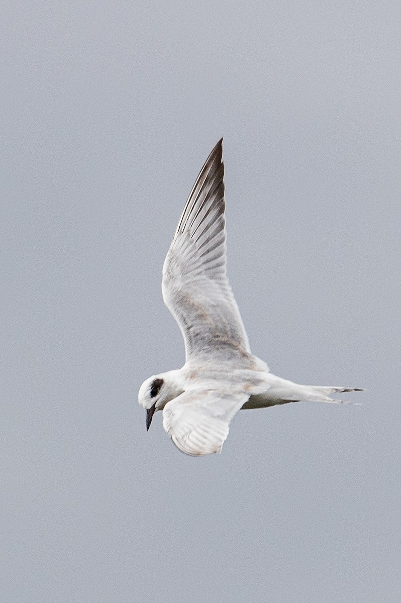 Forster's Tern - Richard Freeman