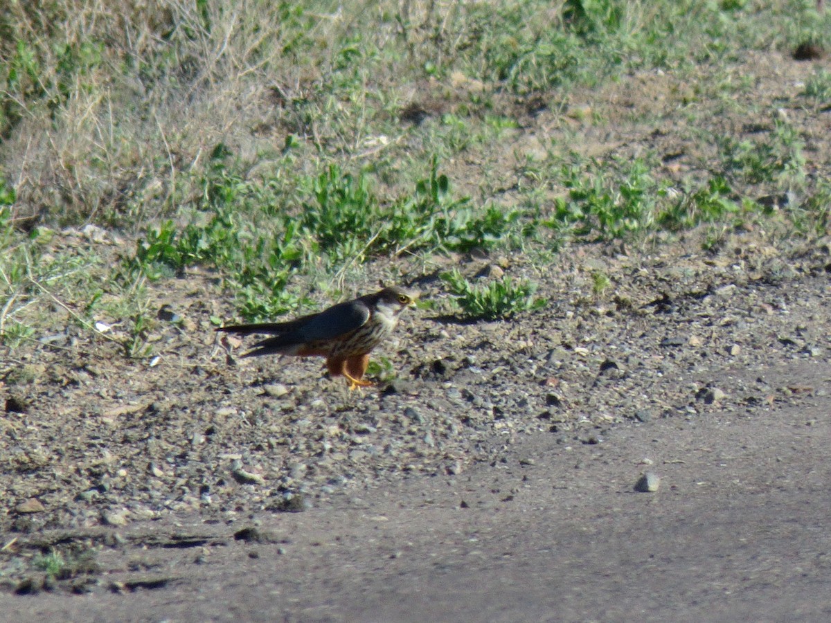 Eurasian Hobby - ML177066231