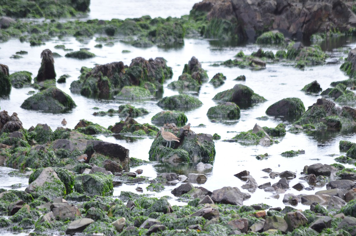 Rufous-chested Dotterel - ML177067181